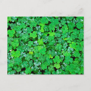 Carte Postale Oxalis de printemps