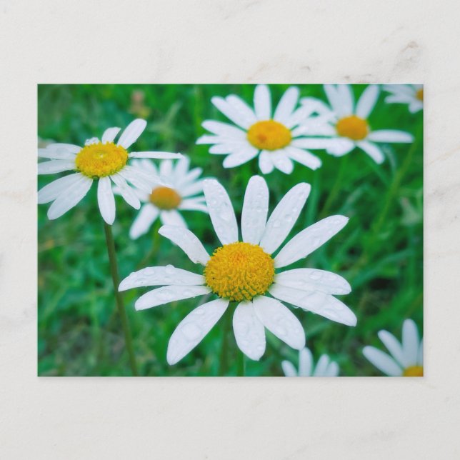 Carte Postale Oxeye Daisy Flowers Meadow Photo Photographie Art (Devant)