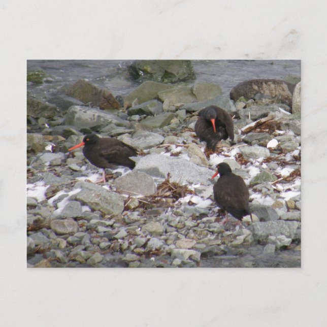 Carte Postale Oystercatchers sur la côte, île de l'Unalaska (Devant)