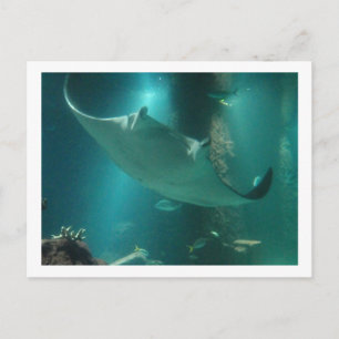 CARTE POSTALE P6250309