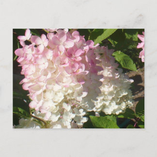 Carte postale P.D. Hydrangea