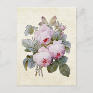 Carte Postale P.J. Redoute Bourbon Rose Floral