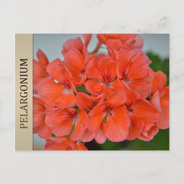Carte postale PAC Bergpalais Pelargonium (Devant)