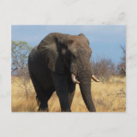 Carte postale Pachyderm