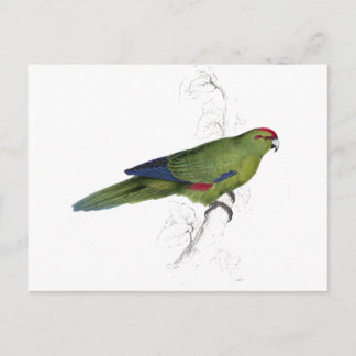 Carte Postale Pacific Parrakeet par Edward Lear