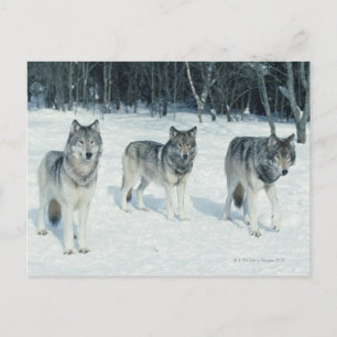 Carte Postale Pack de loups au bord de la forêt enneigée