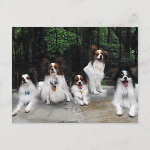 Carte Postale Pack de Papillons de Hershey Kiss Hero Kennels
