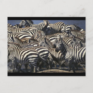 Carte Postale Pack Zebra