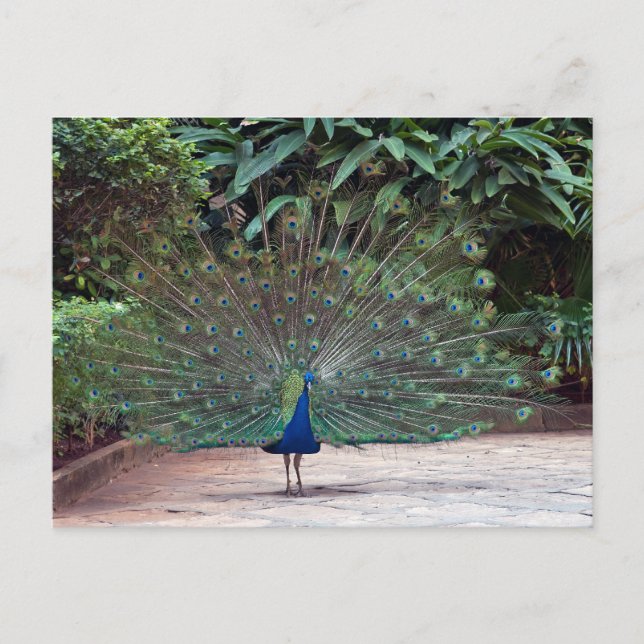 Carte Postale Pacock (Devant)