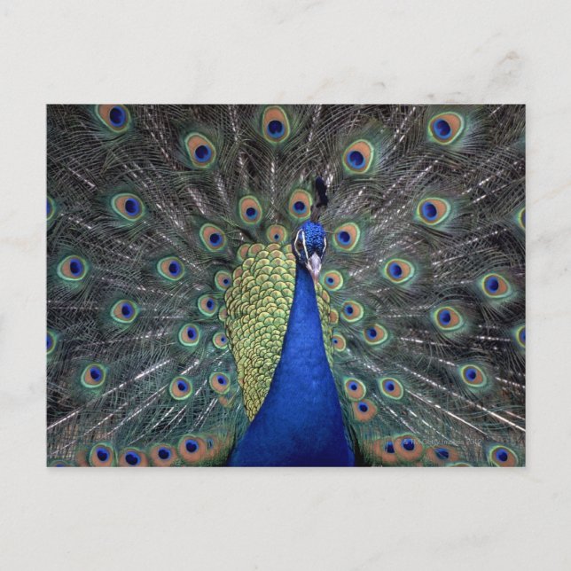 Carte Postale Pacock (Devant)