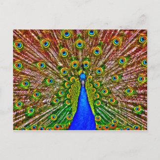 Carte Postale Pacock