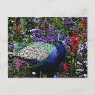 Carte Postale Pacock