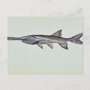 Carte Postale Paddle