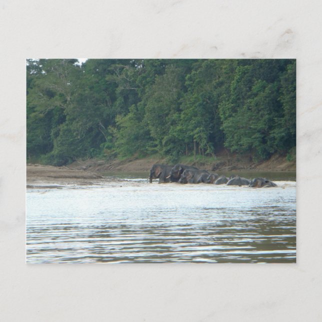 Carte Postale Paddle Pygmy (Devant)
