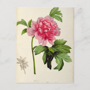 Carte Postale Paeonia Moutan, c.1799