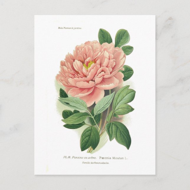 Carte Postale Paeonia moutan (Peony) (Devant)