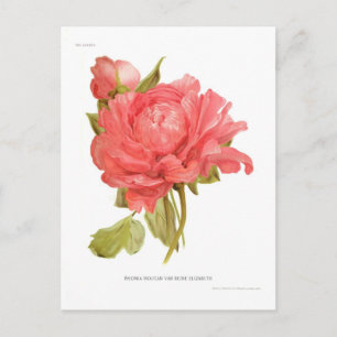 Carte Postale Paeonia moutan var Reine Elizabeth