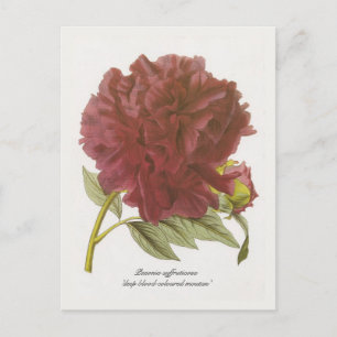 Carte Postale Paeonia suffruticosa 'montagne profonde de couleur