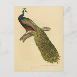 Carte Postale Page Illustration