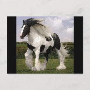 Carte postale Paint Horse
