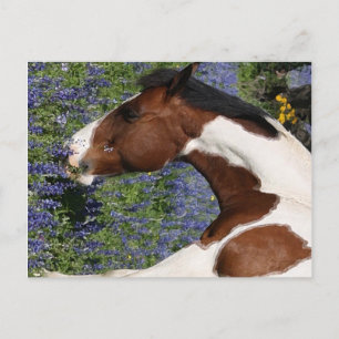 Carte Postale Paint Horse in Field of Wildflowers
