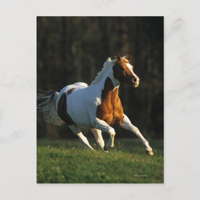 Carte Postale Paint Horse Running Fast (Devant)