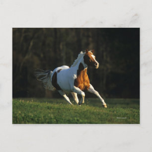 Carte Postale Paint Horse Running Fast