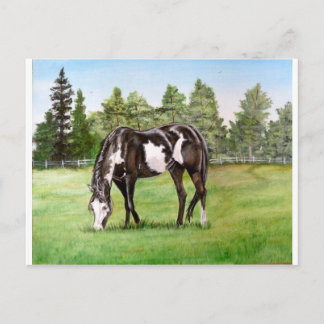 Carte Postale Paint noir et blanc cheval/poney pâturage dans le 