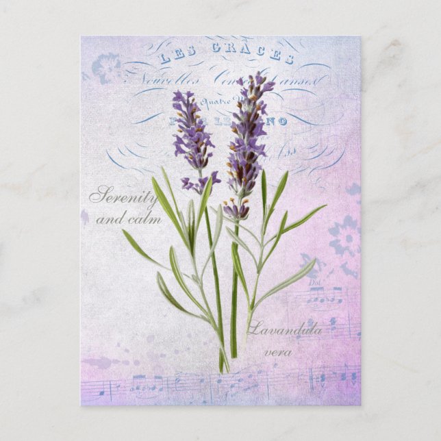 Carte Postale Painted Lavandula Vera Serenity et Calm (Devant)