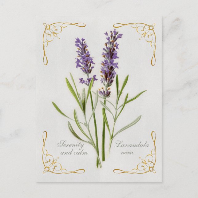 Carte Postale Painted Lavandula Vera Serenity et Calm (Devant)