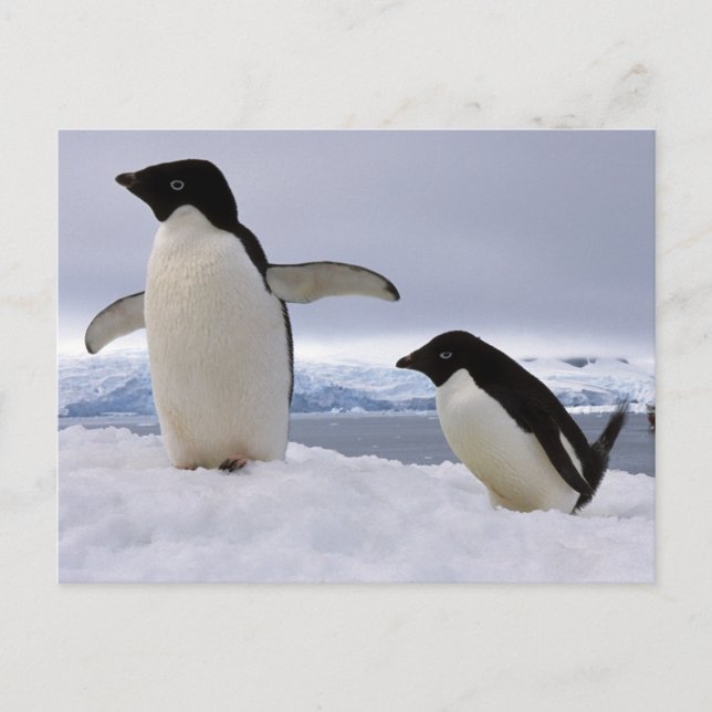 Carte Postale Pair Adelie pingouins Antarctique (Devant)