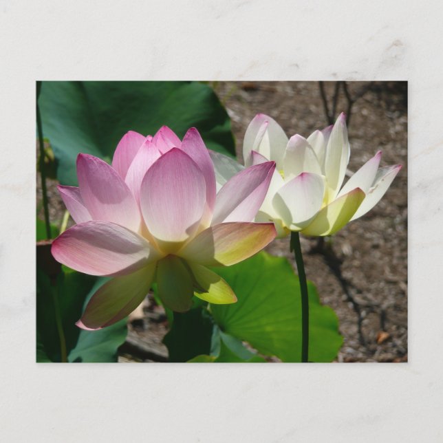 Carte Postale Pair de Lotus (Devant)