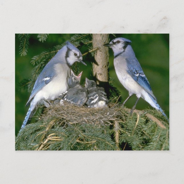 Carte Postale Pair of Blue Jays avec de jeunes (Devant)