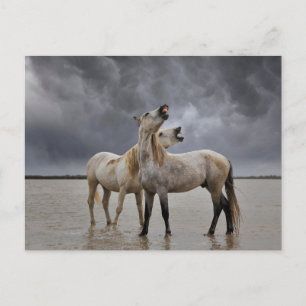 Carte Postale Pair of Camargue Horse Stallions, Southern France