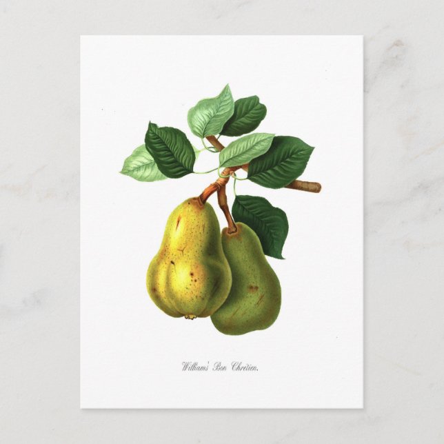 Carte Postale Paire (Devant)