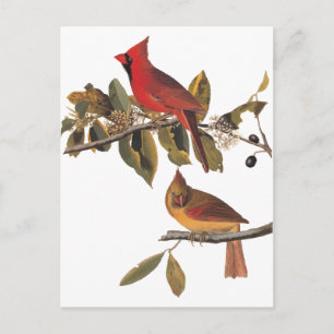 Carte Postale Paire cardinale Audubon en amandiers sauvages