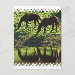 Carte postale Paire Cheval