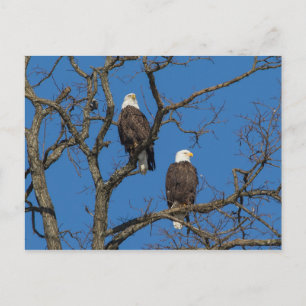 Carte Postale Paire d'aigle à tête blanche