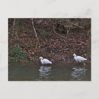 Carte Postale Paire d'aigrettes de neige sur la chasse