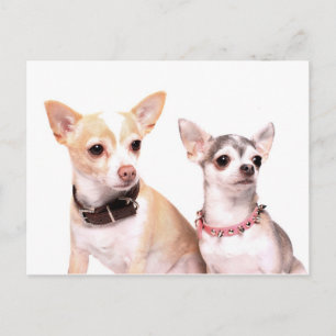 Carte Postale Paire de chihuahuas