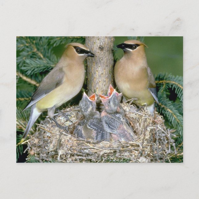Carte Postale Paire de cire de cèdre avec jeunes (Devant)