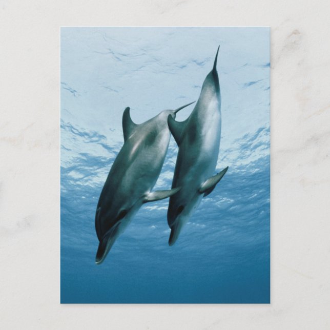 Carte Postale Paire de dauphins (Devant)