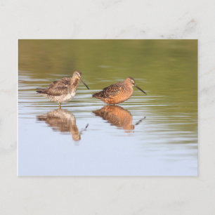 Carte Postale Paire de Dowitchers