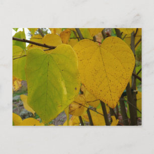 Carte Postale Paire de Feuille Redbud Automne  photo d'automne