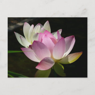 Carte Postale Paire de fleurs de Lotus II