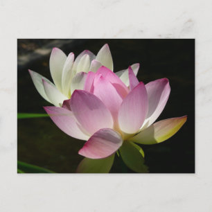 Carte Postale Paire de fleurs de Lotus II