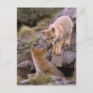 Carte Postale paire de Fox gris sud-américain (Lycalopex griseus