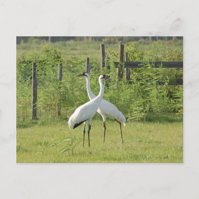 Carte Postale Paire de grues blanches (Devant)