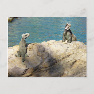 Carte Postale Paire de Iguanas Photographie de la faune tropical