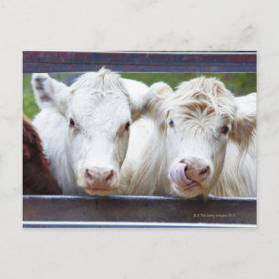 Carte Postale Paire de jeunes vaches blanches à la remorque d'al
